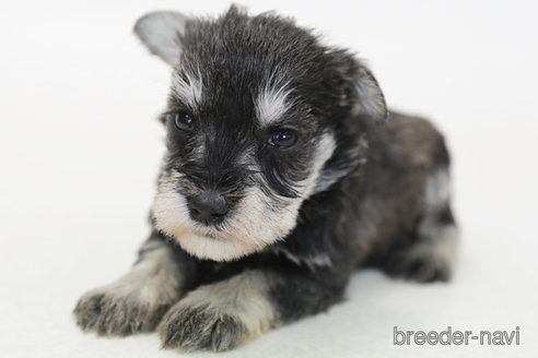 成約済の神奈川県のミニチュアシュナウザー-380218の2枚目